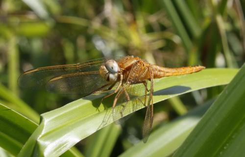 Réf. 195 919 : Crocothemis erythraea